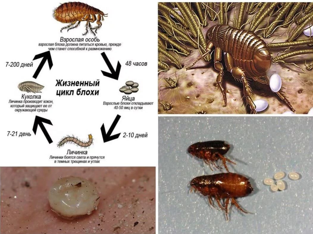 Обработка от блох квартиры в Братске!⚡ Уничтожение блох в Иркутской области  недорого с гарантией