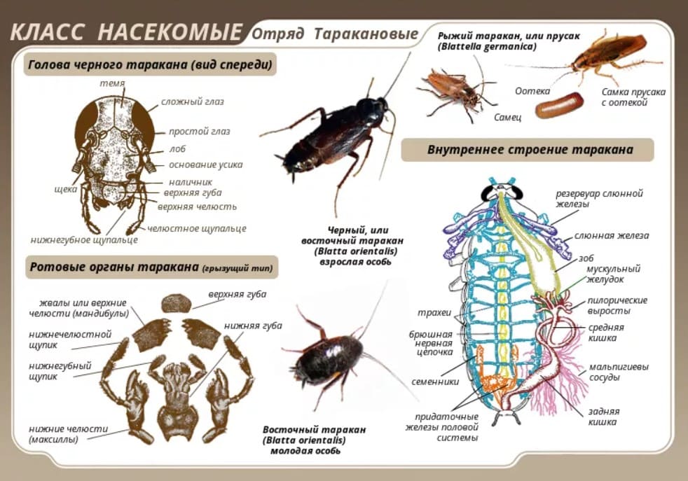 Отряд таракановые рисунок